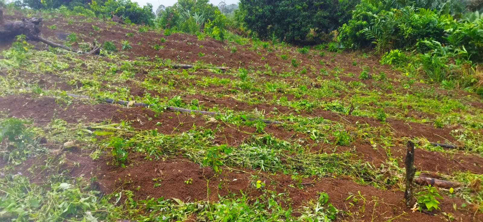 RAVINALA - société de production, collecte, transformation et vente des produits agricoles et derives