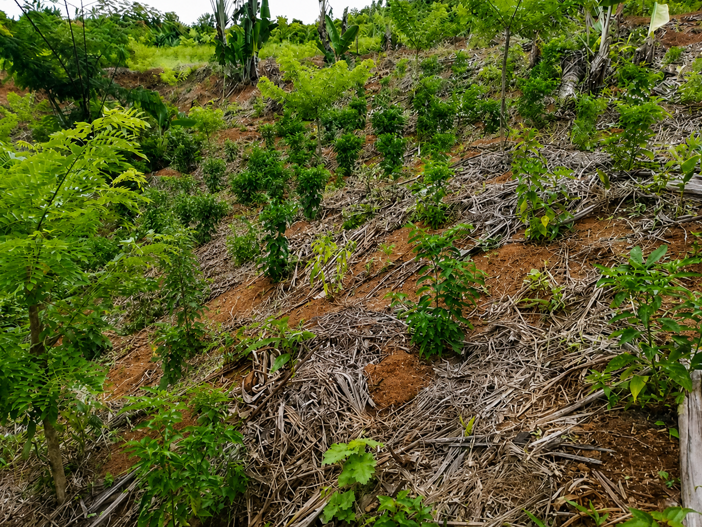 RAVINALA EXPORT - plantation des épices à Toamasina Madagascar